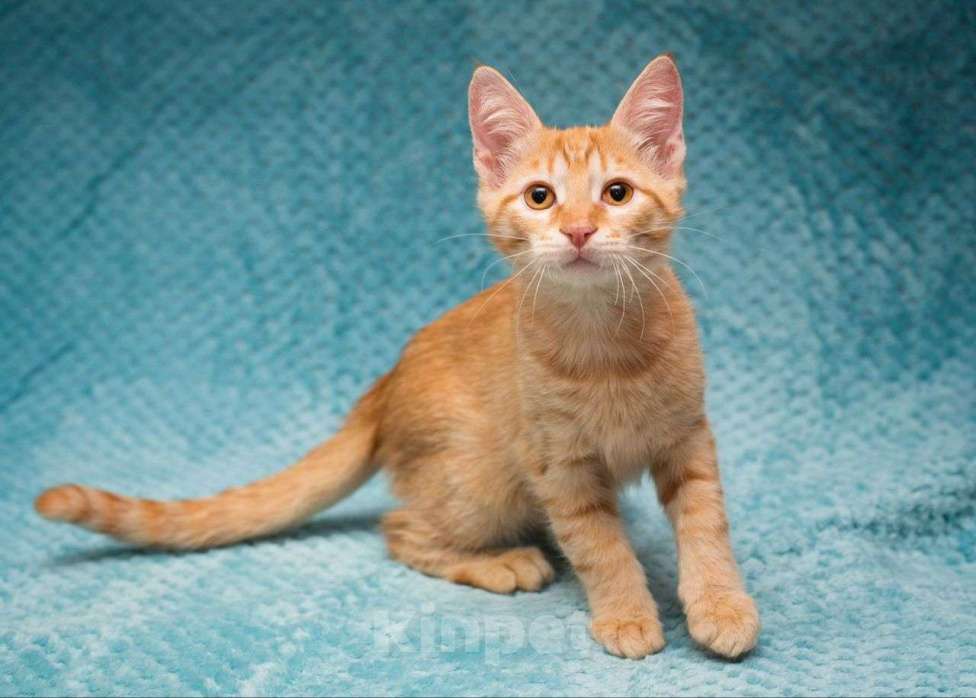 Кошки в Москве: Рыжий котенок в добрые руки Мальчик, Бесплатно - фото 3