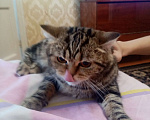 Кошки в Волгограде: Продам шотландскую кошку Девочка, 3 000 руб. - фото 2