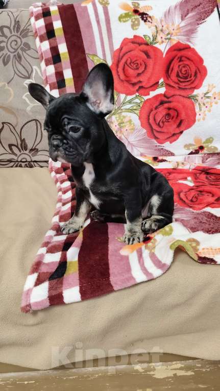 Собаки в других городах Нижегородской области: Продам щенков французского бульдога Разнополые, 40 000 руб. - фото 1