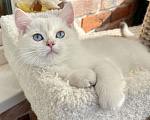 Кошки в Москве: Британская золотая шиншилла колор-пойнт Мальчик, 45 000 руб. - фото 1
