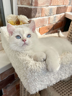 Британская золотая шиншилла колор-пойнт