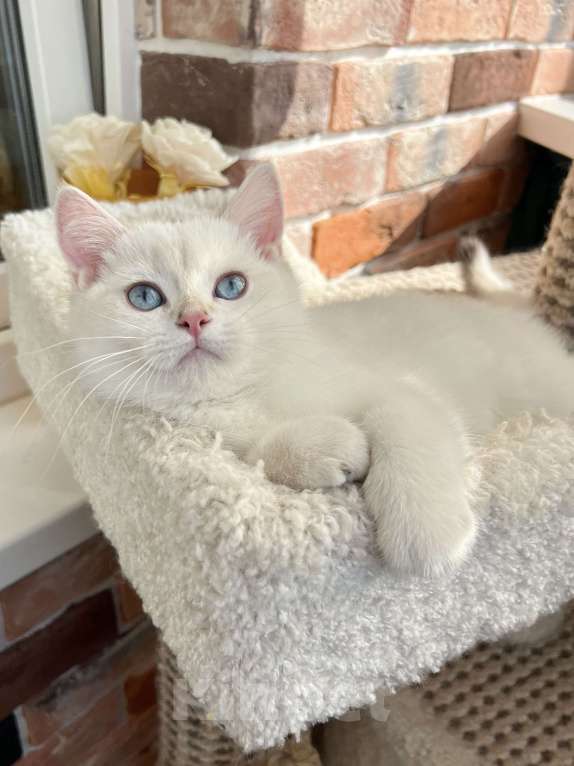 Кошки в Москве: Британская золотая шиншилла колор-пойнт Мальчик, 45 000 руб. - фото 1