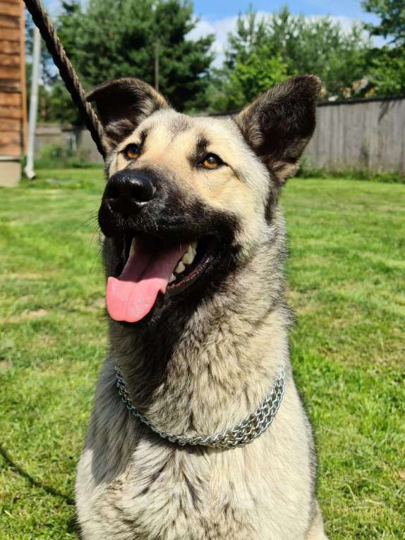 Собаки в Звенигороде: Бобик молодой пес в добрые руки Мальчик, Бесплатно - фото 4