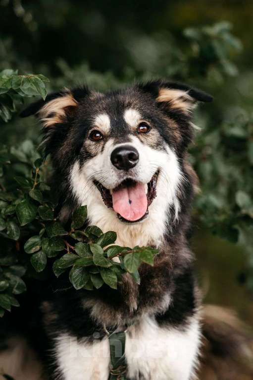 Собаки в Москве: Крутой пес ищет семью Мальчик, Бесплатно - фото 3