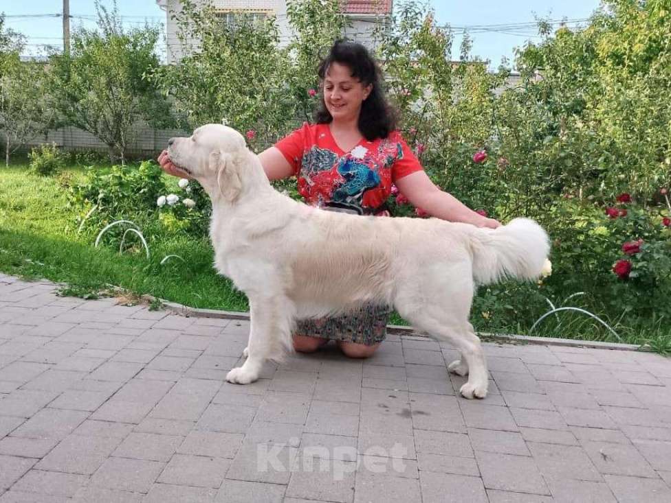 Собаки в Ставрополе: Золотистый ретривер-титулованный кобель на вязку Мальчик, 45 000 руб. - фото 2