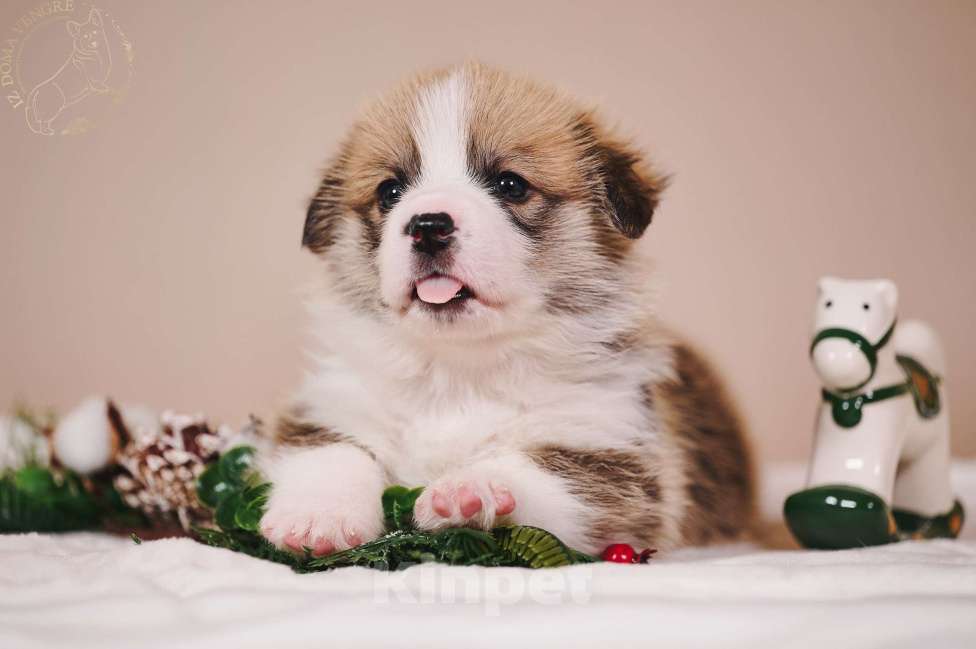 Собаки в Москве: Щенки вельш корги пемброк в поиске своих лучших семей. Мальчик, Бесплатно - фото 2