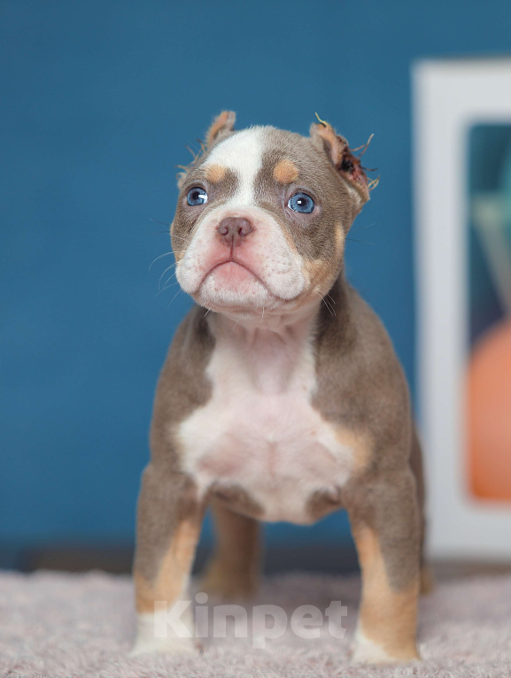 Собаки в Обнинске: Девочка булли лиловый триколор Девочка, 150 000 руб. - фото 1