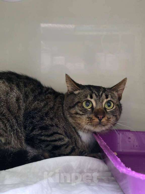 Кошки в Москве: Котик Честер ищет дом Мальчик, Бесплатно - фото 2