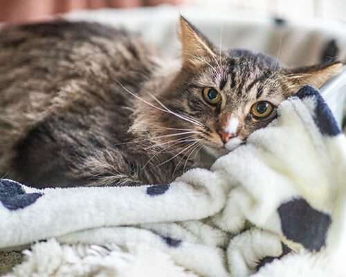 Кошки в Москве: Скубб Девочка, Бесплатно - фото 3