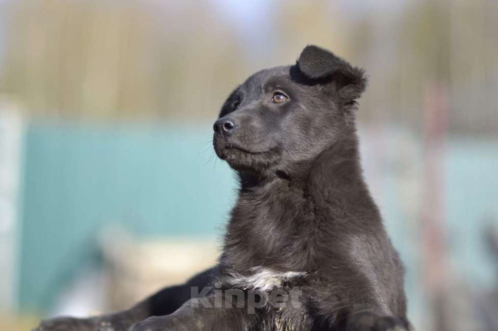 Собаки в Москве: Щенок бесплатно Агата. Москва и МО. Девочка, Бесплатно - фото 4