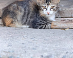 Кошки в Астрахани: Дворовая кошка родила котят Мальчик, Бесплатно - фото 2