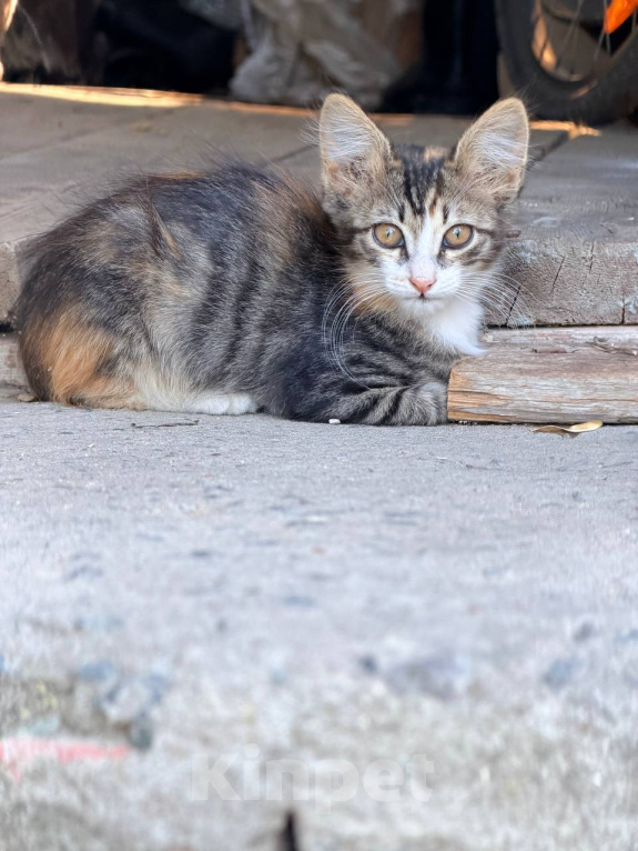 Кошки в Астрахани: Дворовая кошка родила котят Мальчик, Бесплатно - фото 2