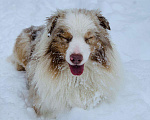 Собаки в Нижнем Новгороде: Австралийская овчарка, кобель для вязки Мальчик, 10 000 руб. - фото 3