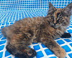 Кошки в Зеленограде: Продам котенка, 12 000 руб. - фото 3
