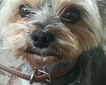 Собаки в Одинцово: Кобель на вязку Мальчик, 1 500 руб. - фото 8