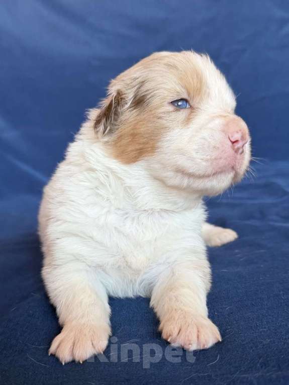 Собаки в других городах Новосибирской области: Щенки австралийской овчарки Мальчик, Бесплатно - фото 1