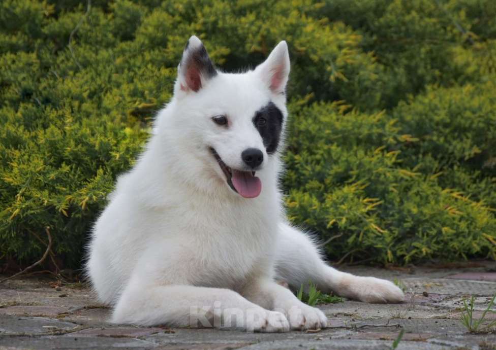 Собаки в Москве: Ненецкая оленегонная лайка кобель Храброе сердце. Мальчик, 40 000 руб. - фото 5