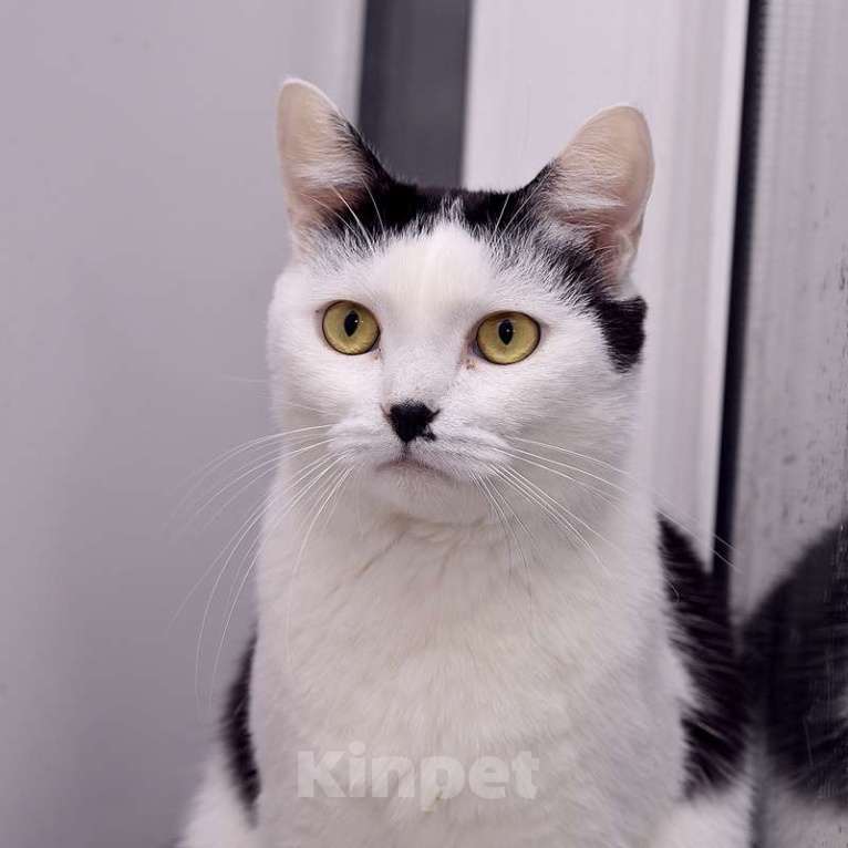 Кошки в Москве: Кот добряк Патрик в добрые руки Мальчик, Бесплатно - фото 4