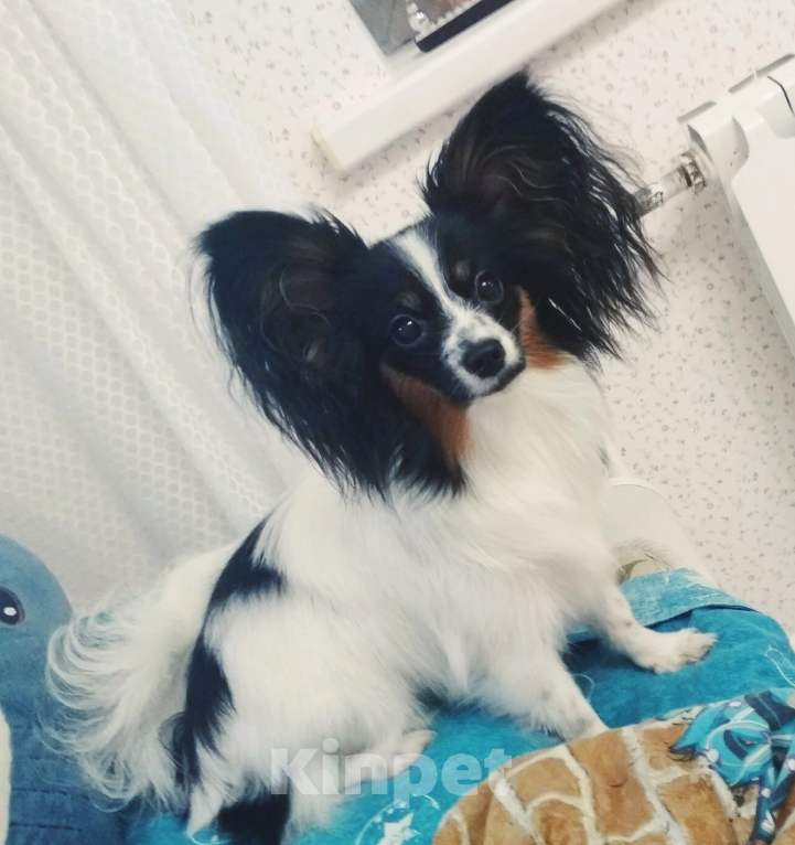 Собаки в Малоархангельске: Готова переехать в лучшую семью малышка-папийон Девочка, 50 000 руб. - фото 6