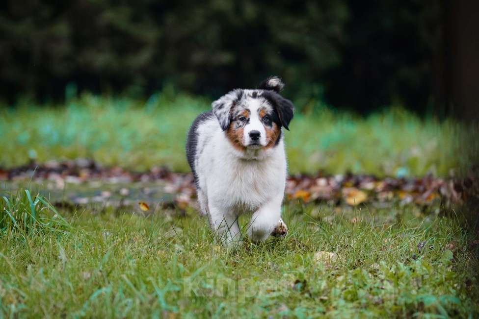 Собаки в Звенигороде: Щенки австралийской овчарки   Мальчик, 90 000 руб. - фото 2