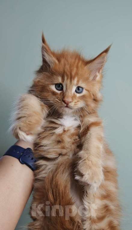 Кошки в других городах Ленинградской области: Котенок Мейн-кун Мальчик, 85 000 руб. - фото 2