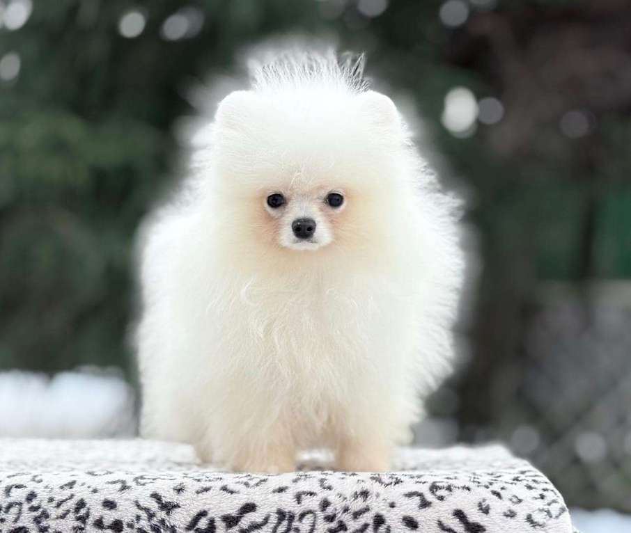 Собаки в Санкт-Петербурге: Супермини шпиц мальчик Мальчик, 20 000 руб. - фото 1