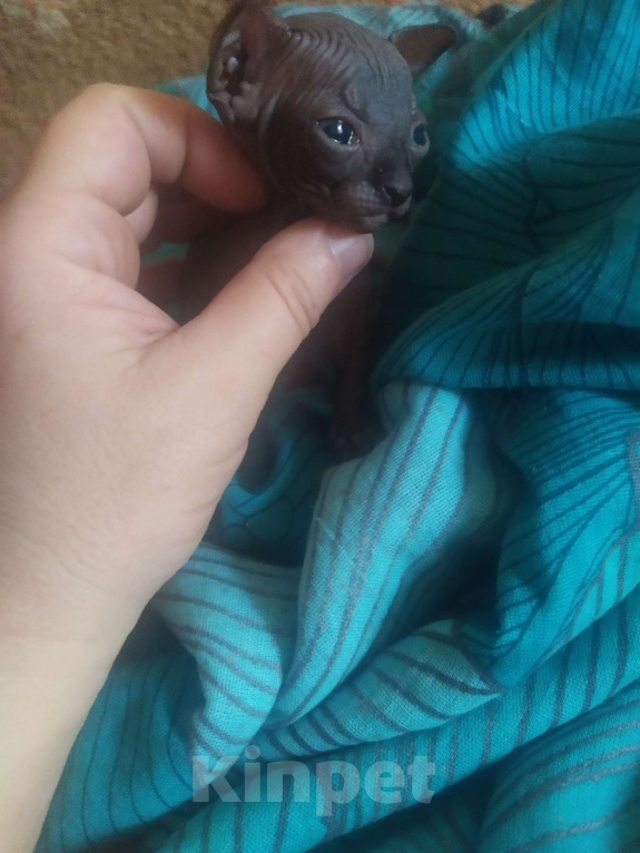 Кошки в Донецке: Канадский сфинкс мальчик  Мальчик, 20 000 руб. - фото 1