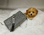 Собаки в Москве: Мальтипу Тедди мини девочка Девочка, 100 000 руб. - фото 3