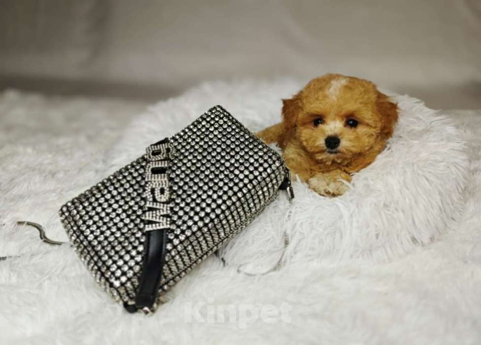 Собаки в Москве: Мальтипу Тедди мини девочка Девочка, 100 000 руб. - фото 3