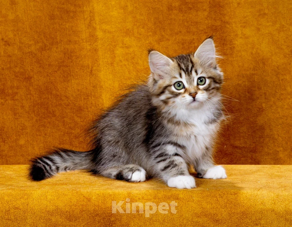 Кошки в Москве: Сибирская кошечка Иверия Девочка, 60 000 руб. - фото 3