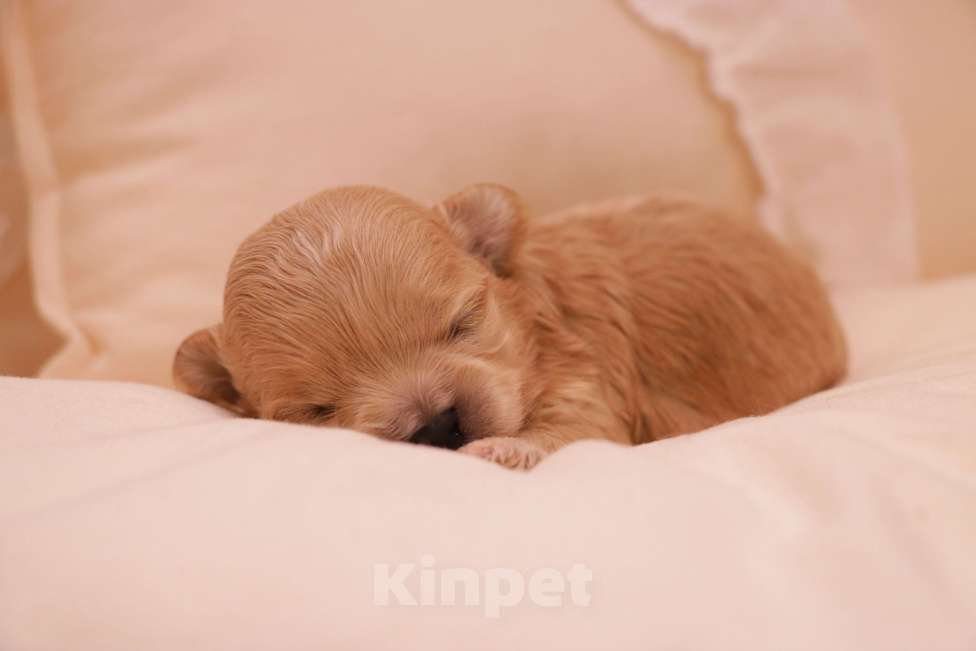 Собаки в Москве: Мальтипу мальчик микро Мальчик, 135 000 руб. - фото 2