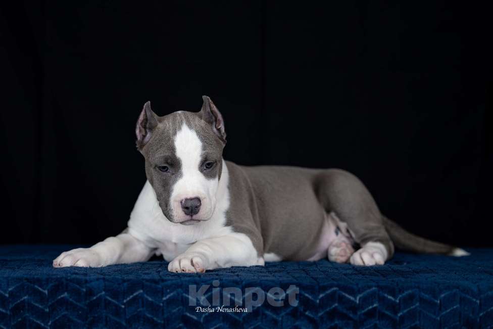 Собаки в Москве: Щенки американского стаффордширтерьера Девочка, 80 000 руб. - фото 4