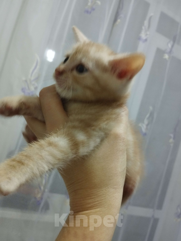 Кошки в Одинцово: Котенок девочка в добрые руки Девочка, Бесплатно - фото 3