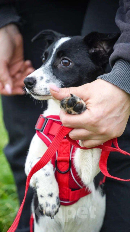 Собаки в Москве: Милая Лиза в добрые ручки Девочка, Бесплатно - фото 3