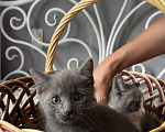 Кошки в Брянске: Котята  Мальчик, 100 руб. - фото 6