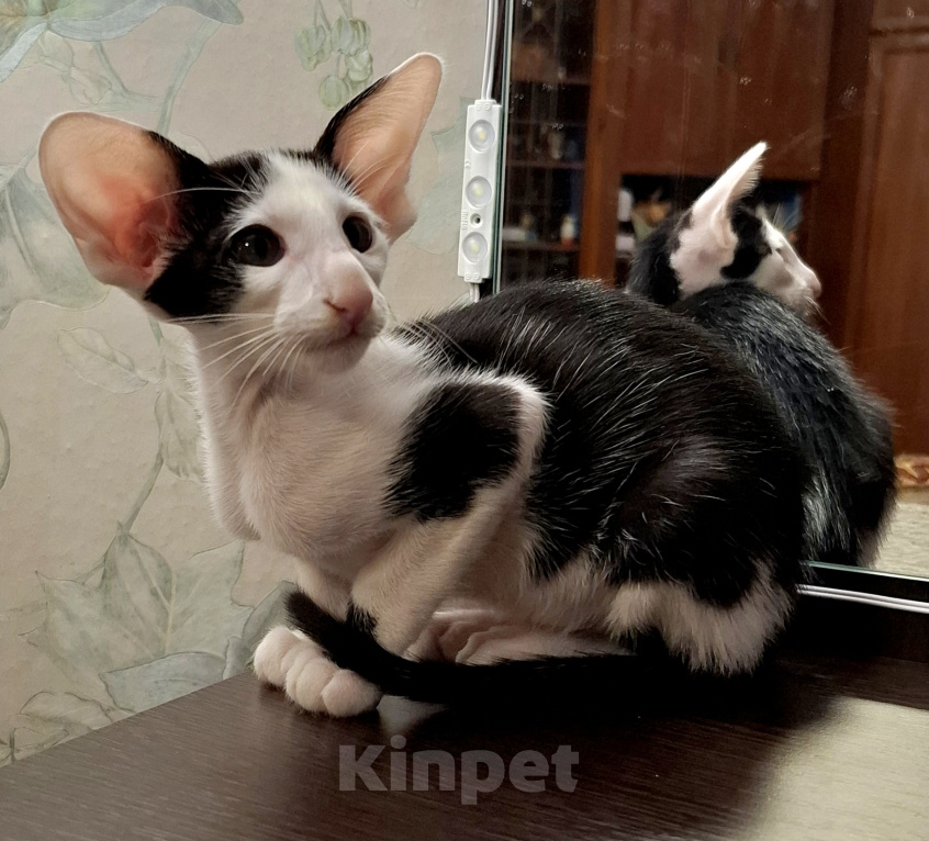 Кошки в Валдае: Кошечка-биколор Девочка, 80 000 руб. - фото 4