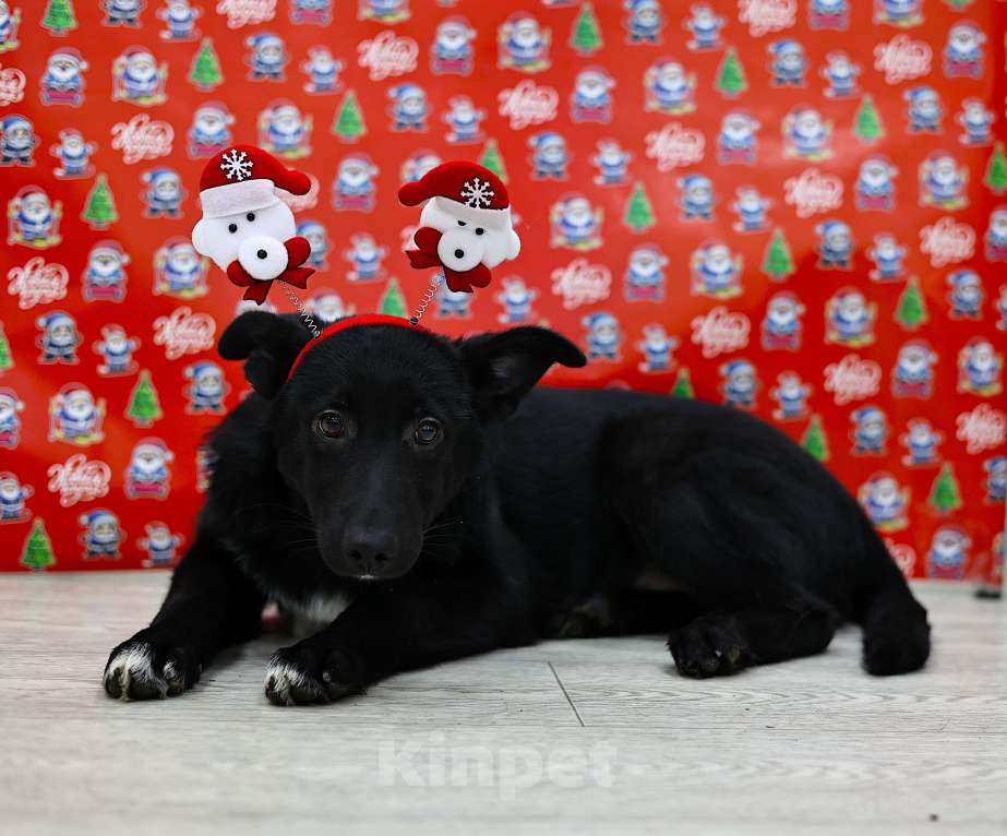 Собаки в Москве: Щенки бесплатно в Москве Мальчик, Бесплатно - фото 3