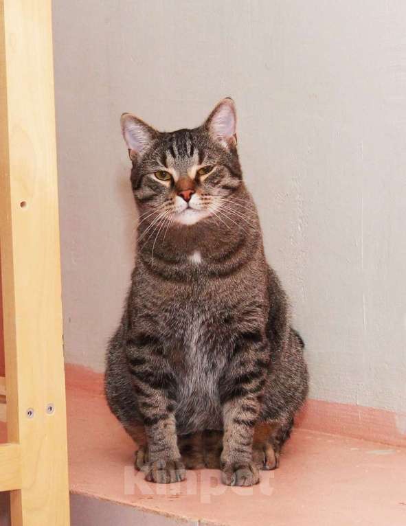 Кошки в Калуге: Барсик – котик компаньон. Молодой кот в добрые руки. Мальчик, Бесплатно - фото 4