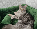 Кошки в Санкт-Петербурге: Котёнок мейн-кун Девочка, Бесплатно - фото 1