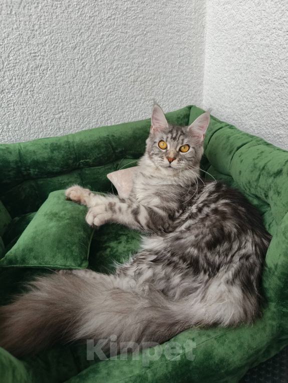 Кошки в Санкт-Петербурге: Котёнок мейн-кун Девочка, Бесплатно - фото 1