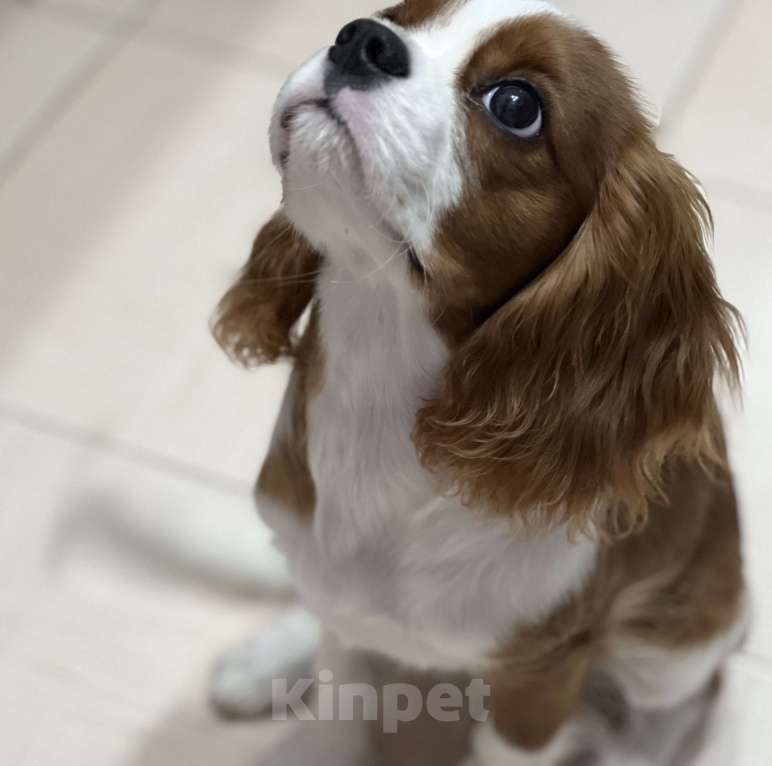 Собаки в Москве: Продается кавалерчик 5 месяцев в любящую семью  Мальчик, 60 000 руб. - фото 2