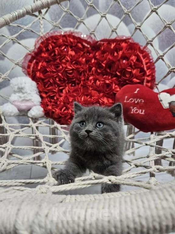 Кошки в Курске: Котята британские короткошёрстные прямоухие Разнополые, 4 000 руб. - фото 4