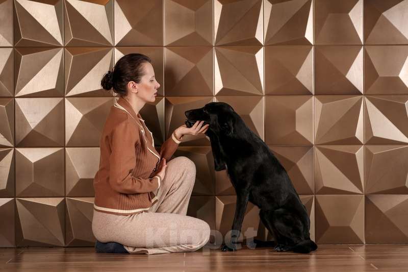 Собаки в Москве: Небольшая спокойная собачка Амели в добрые руки Девочка, Бесплатно - фото 5