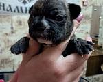 Собаки в Астрахани: Продаю щенка французского бульдога Мальчик, 23 000 руб. - фото 2