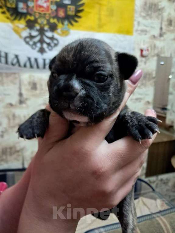 Собаки в Астрахани: Продаю щенка французского бульдога Мальчик, 23 000 руб. - фото 2
