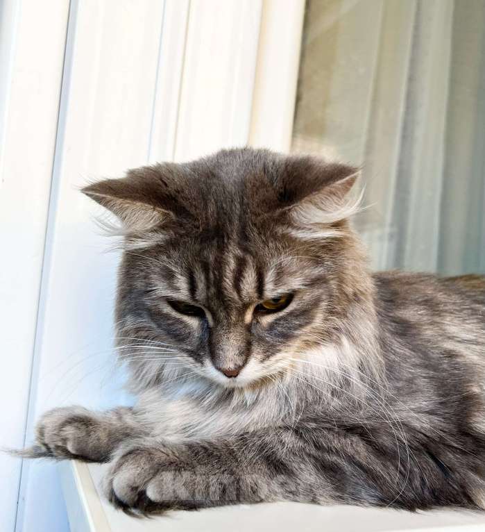 Кошки в Москве: Пушистый кот Цезарь в добрые руки  Мальчик, Бесплатно - фото 5