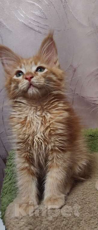 Кошки в Москве: Котик Мальчик, 35 000 руб. - фото 2