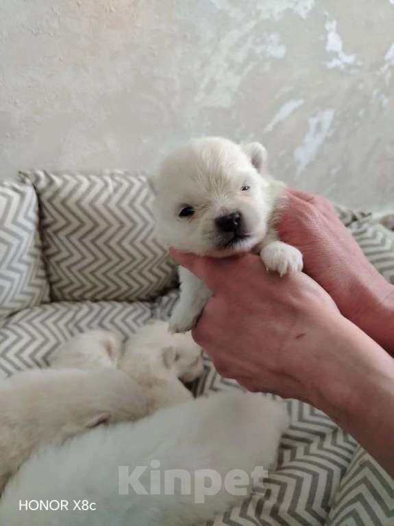 Собаки в Новосибирске: Сладкие мишки Девочка, 30 000 руб. - фото 1