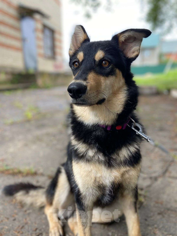 Собаки в Москве: Не пора ли мне наконец домой? Девочка, Бесплатно - фото 1