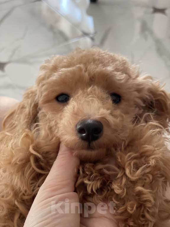 Собаки в Краснодаре: Девочка той-пудель мини Девочка, 120 000 руб. - фото 6